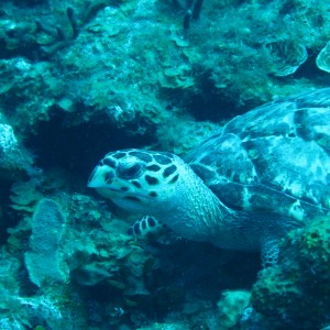 Hawksbill Turtle 4 closeup