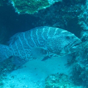 Grouper