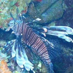 Lionfish in lights