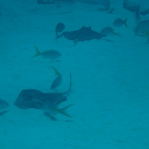 Stingray and snapper entourage