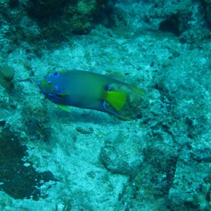 Queen angelfish