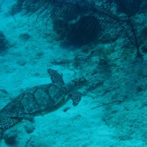 Turtle on top of the wall