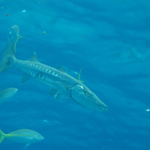 Barracuda and snappers