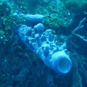 Tube Sponge With Eyes