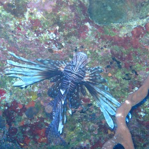 Lit-up Lionfish