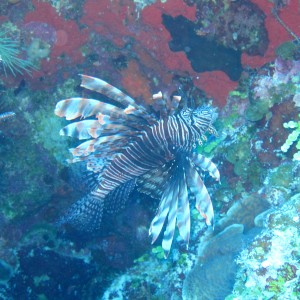 Lionfish in the spotlight