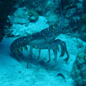 Caribbean lobster