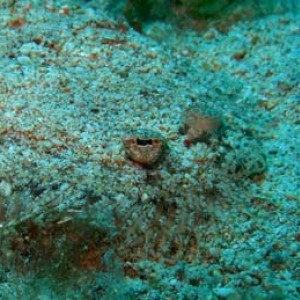 Neil Island dive pictures