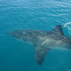 Great White