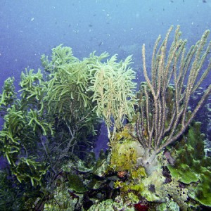 Bonaire 2007