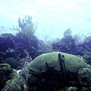 Bonaire 2007