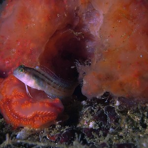 Blenny10002