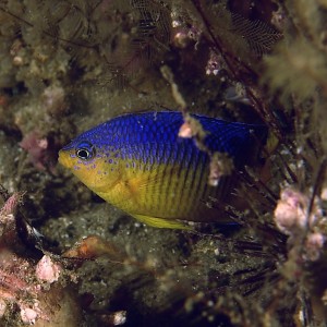 damselfish1000