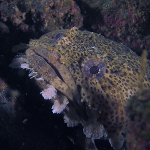 toadfish1000