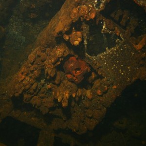 Skull inside Yamagiri Maru. Chuuk.