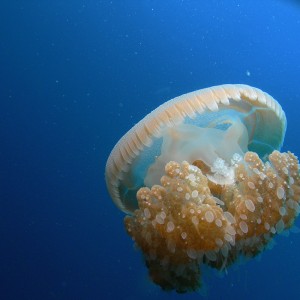 JELLY FISH