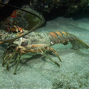 Carribean Smooth Tailed Lobster/Crayfish