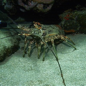 Carribean Smooth Tailed Lobster/Crayfish