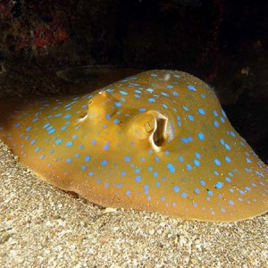 bluespottedstingray