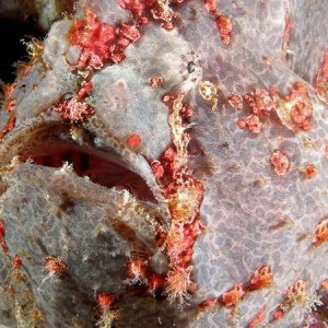 giantfrogfish