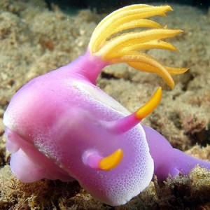 nudi_Hbulloki