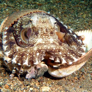 octointheshells