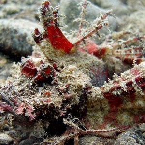 scorpionfish26