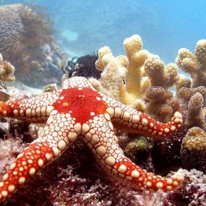 seastar2