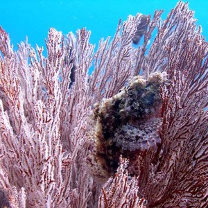 tassledlionfish2