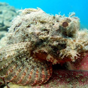 tassledlionfish3