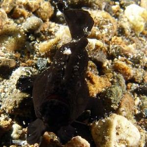 tinyblackfrogfish