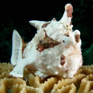 wartyfrogfish2