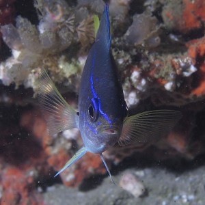 reeffish1060