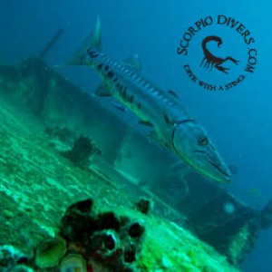 scuba_dive_cancun_barracuda