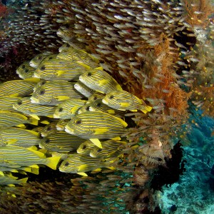 raja ampat diving at Sorido Bay
