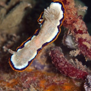 Chromodoris obsaleta