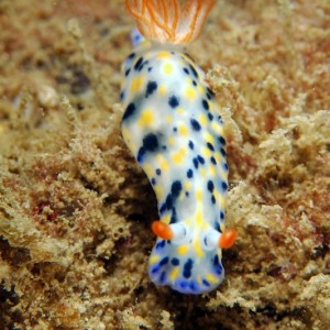 Hypselodoris-_infucata