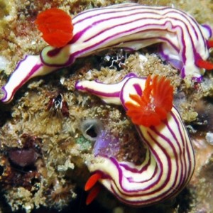 Hypselodoris-whitei