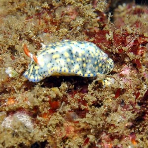 Hypselodoris_-_infucata