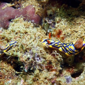 Hypselodoris_nigrostriata