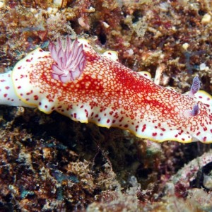 chromodoris-_reticulata