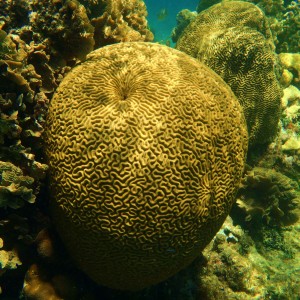 coral