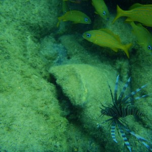 Baby lion fish