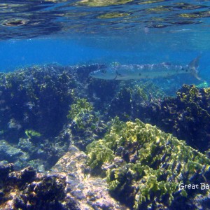 Great Baracuda-Belize Reef