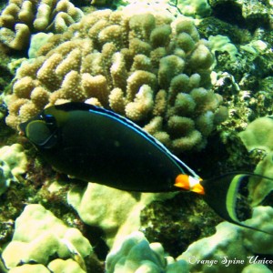 Orange Spine Unicornfish