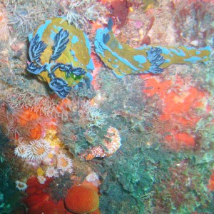 Clown nudibranch orgy