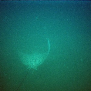 eagle ray