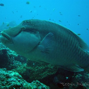 Napoleon wrasse