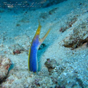 blue ribbon eel