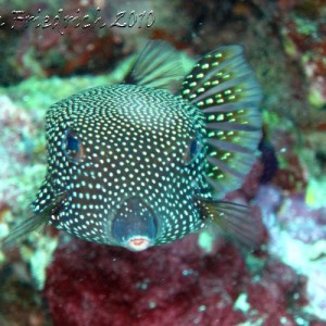 spotted box fish